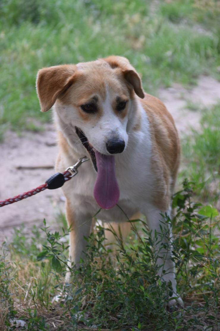 Bild 4: Bonbonetti ist eine süße freundliche Dame mit einer tollen Fellzeichnung.