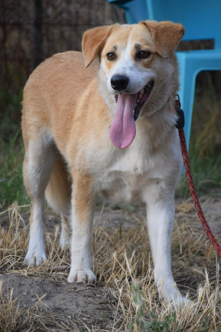 Bonbonetti ist eine süße freundliche Dame mit einer tollen Fellzeichnung.