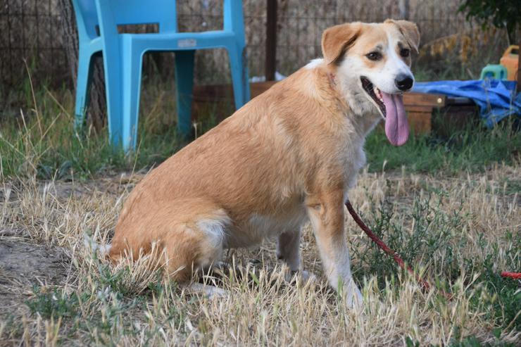 Bild 2: Bonbonetti ist eine süße freundliche Dame mit einer tollen Fellzeichnung.