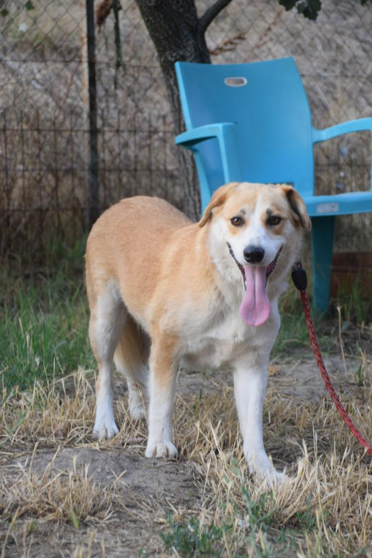 Bild 5: Bonbonetti ist eine süße freundliche Dame mit einer tollen Fellzeichnung.