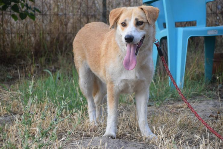 Bild 3: Bonbonetti ist eine süße freundliche Dame mit einer tollen Fellzeichnung.