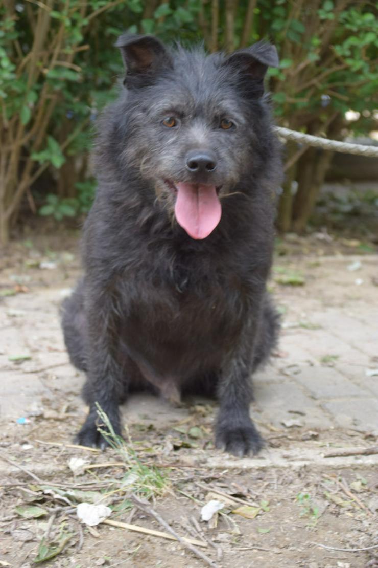 Bild 4: Dio ist ein liebenswerter Rüde, der auf ein schönes Zuhause wartet.