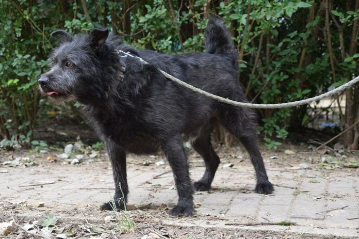 Bild 5: Dio ist ein liebenswerter Rüde, der auf ein schönes Zuhause wartet.
