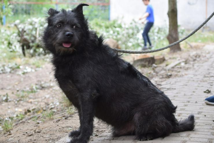 Bild 8: Dio ist ein liebenswerter Rüde, der auf ein schönes Zuhause wartet.