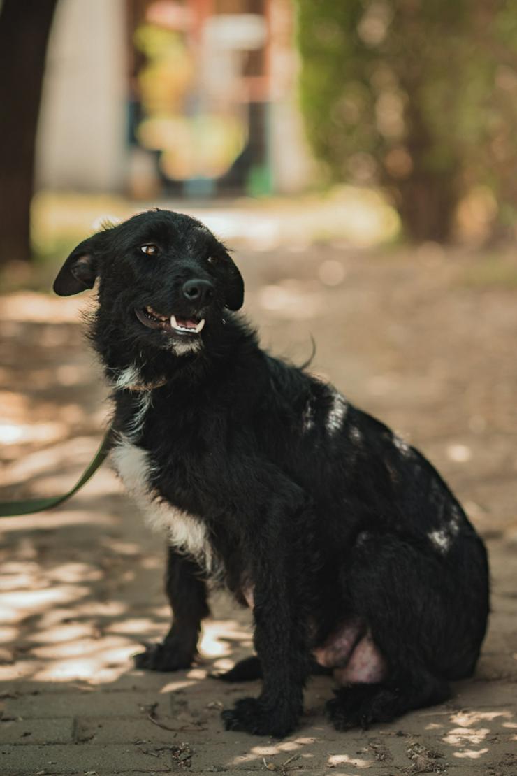 Bild 13: Litschi ist eine zauberhafte Hündin.