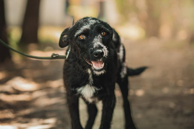 Bild 6: Litschi ist eine zauberhafte Hündin.