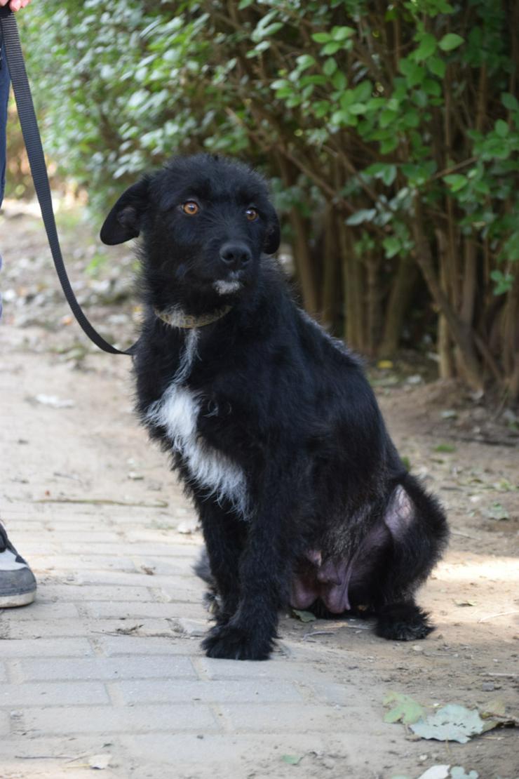 Bild 5: Litschi ist eine zauberhafte Hündin.