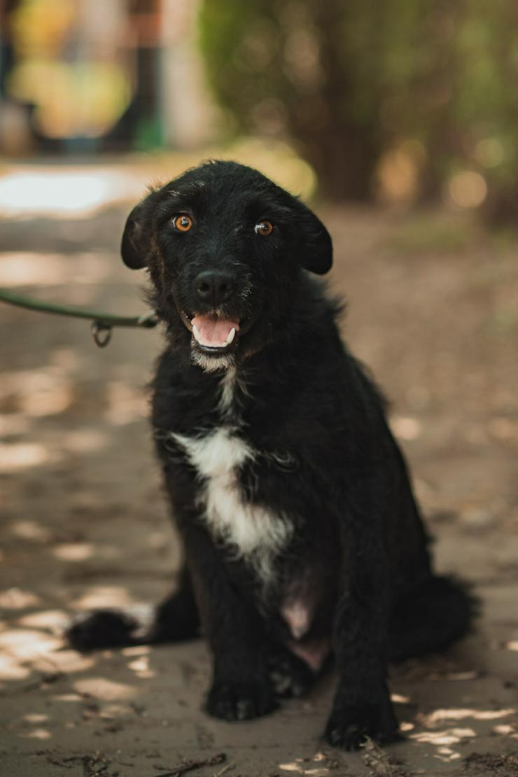 Bild 4: Litschi ist eine zauberhafte Hündin.