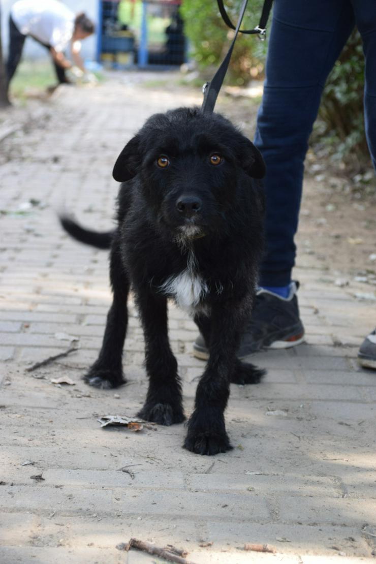 Bild 2: Litschi ist eine zauberhafte Hündin.