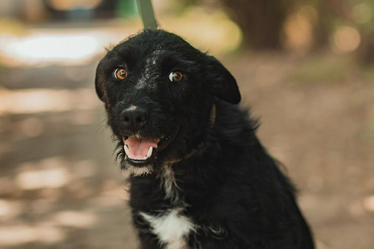 Bild 10: Litschi ist eine zauberhafte Hündin.