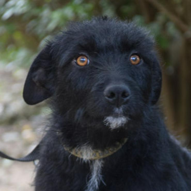 Bild 14: Litschi ist eine zauberhafte Hündin.