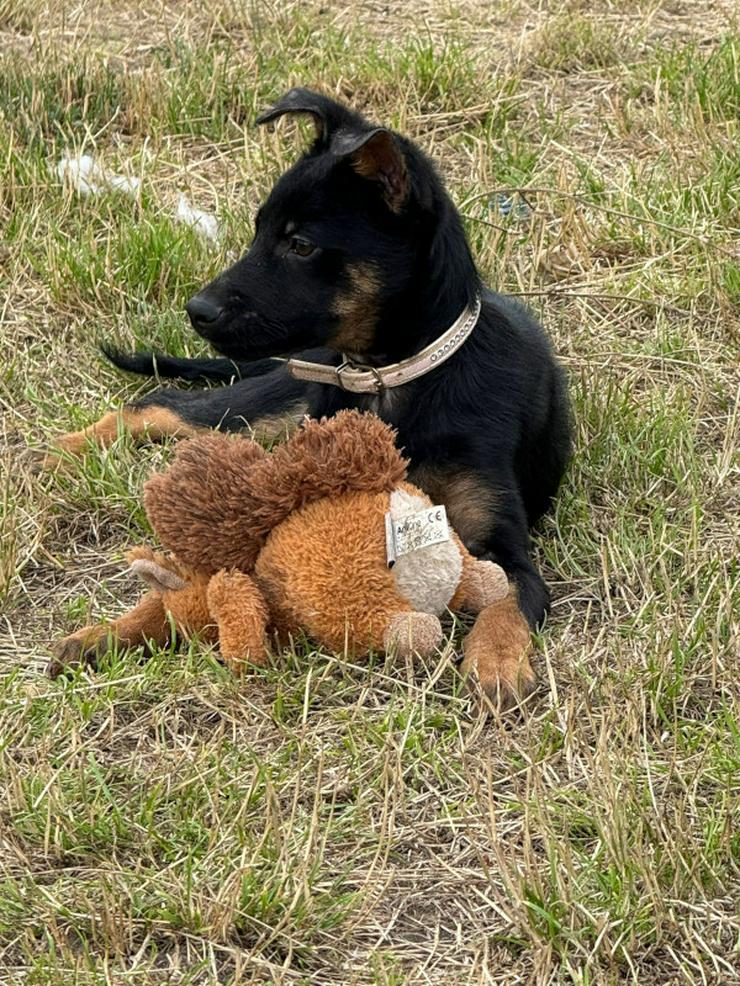 Bild 11: Chico ist ein liebenswerter junger Rüde.