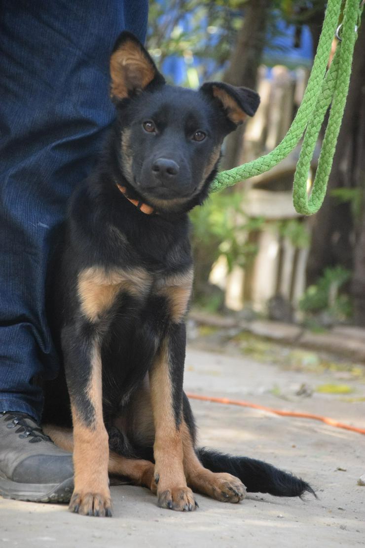Bild 15: Chico ist ein liebenswerter junger Rüde.