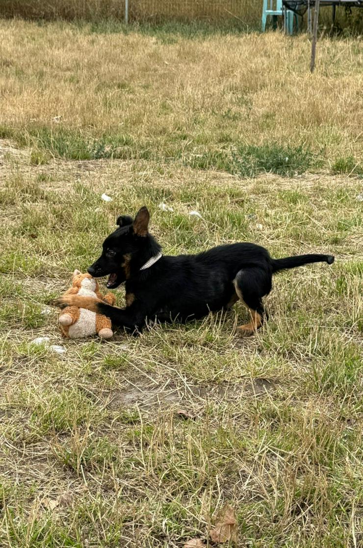 Bild 13: Chico ist ein liebenswerter junger Rüde.