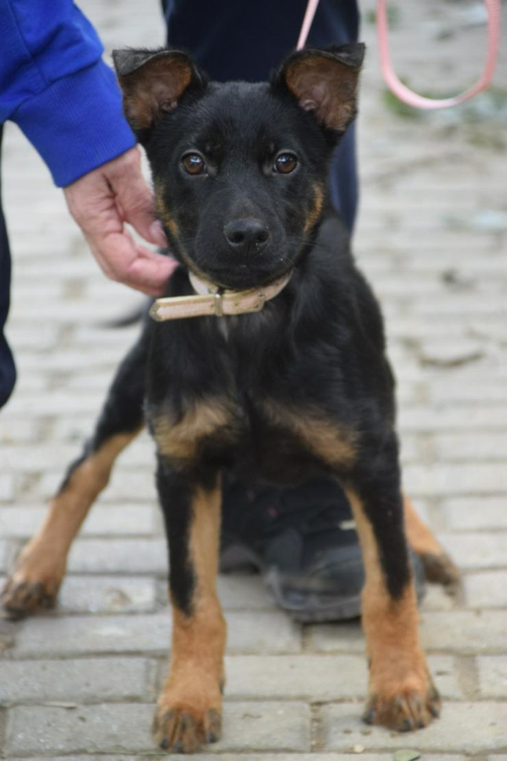 Bild 3: Chico ist ein liebenswerter junger Rüde.