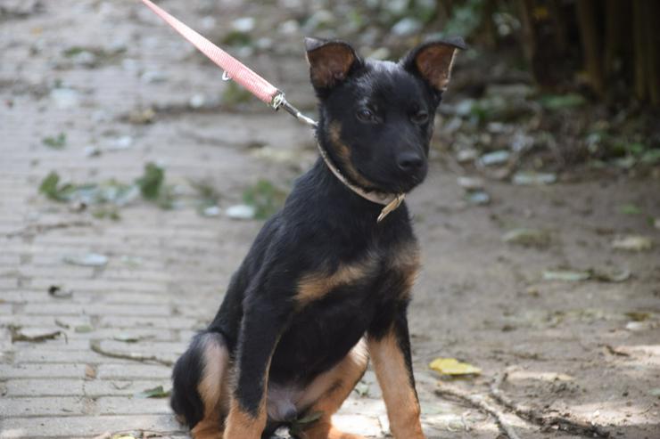 Bild 6: Chico ist ein liebenswerter junger Rüde.