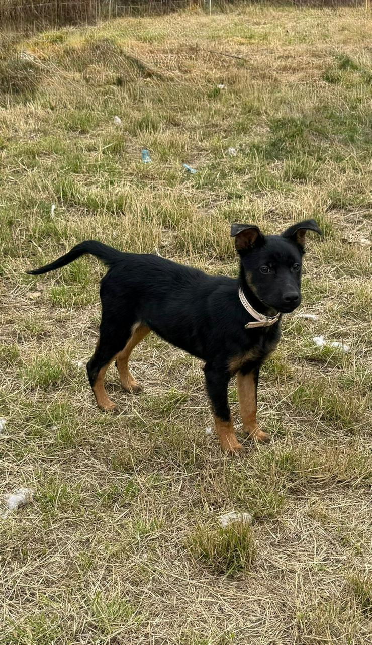 Bild 2: Chico ist ein liebenswerter junger Rüde.