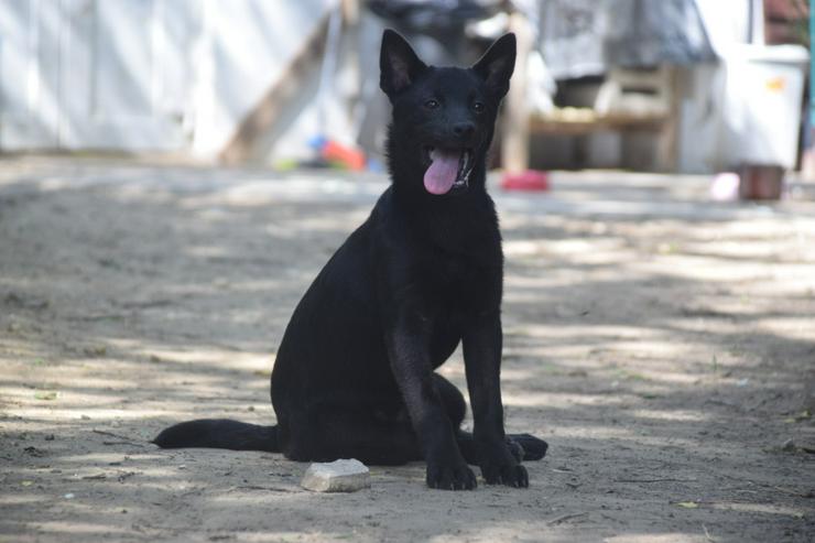 Bild 5: Shora, ist eine unglaublich süße und freundliche Hündin.