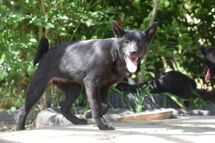 Bild 3: Shora, ist eine unglaublich süße und freundliche Hündin.