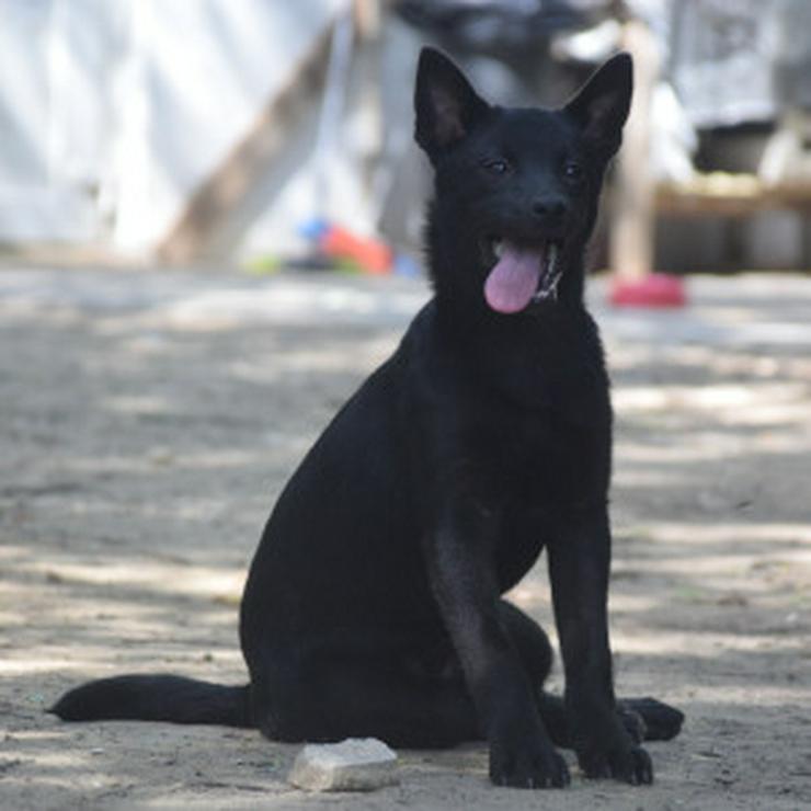 Bild 7: Shora, ist eine unglaublich süße und freundliche Hündin.