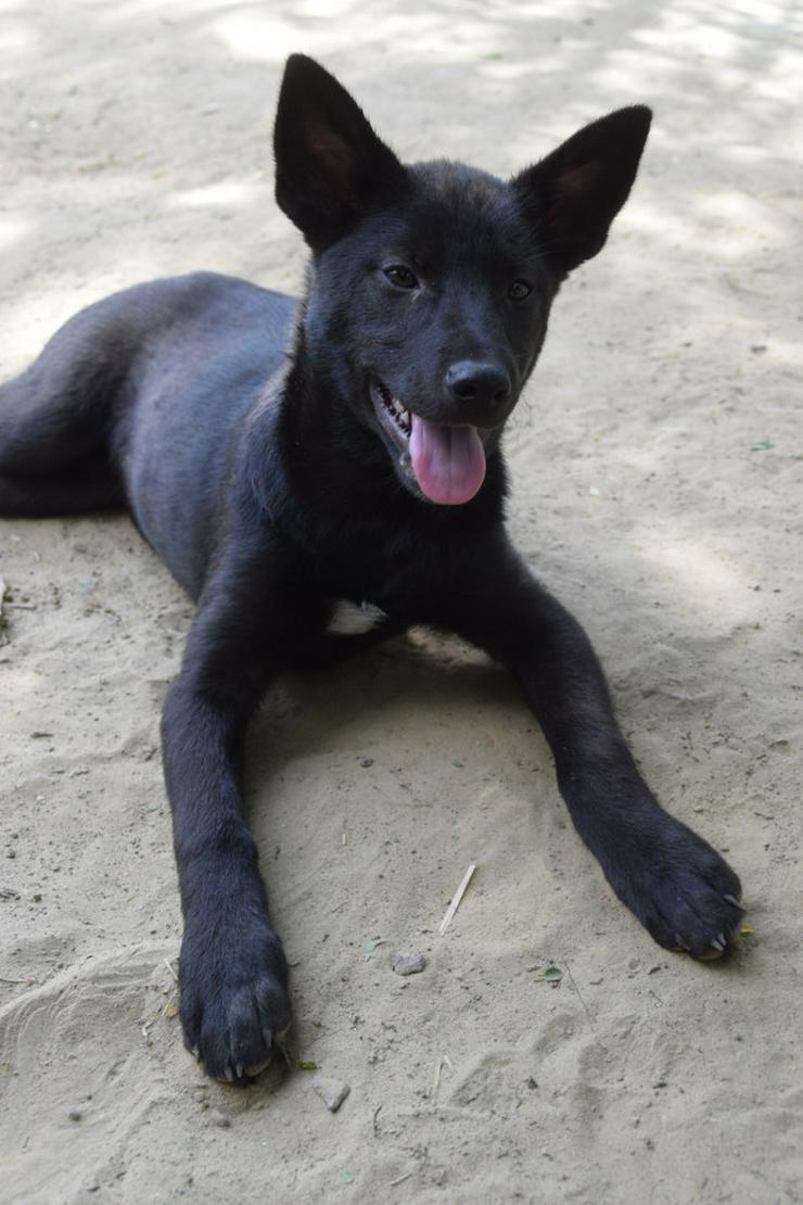 Bild 3: Shira ist eine unglaublich süße und freundliche Hündin.