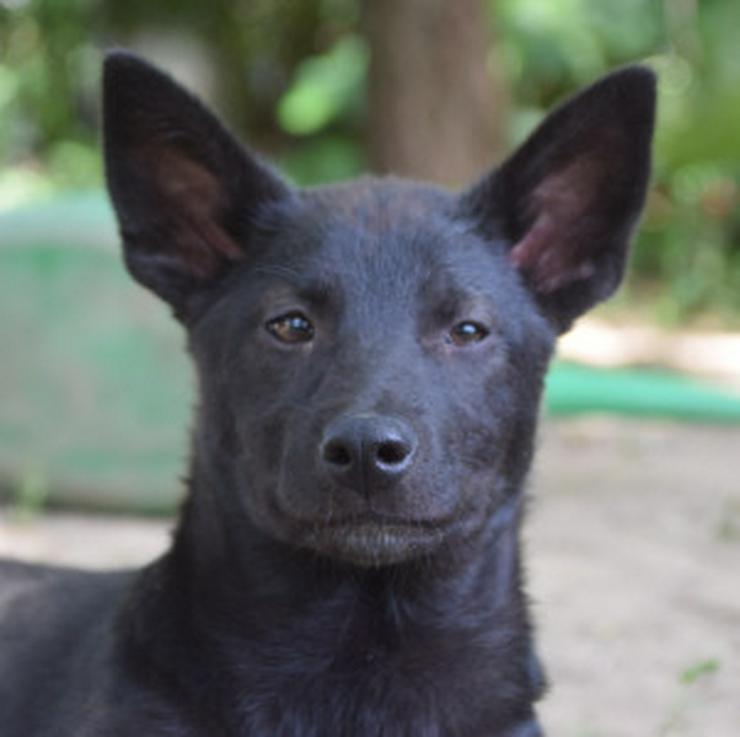 Bild 8: Shira ist eine unglaublich süße und freundliche Hündin.
