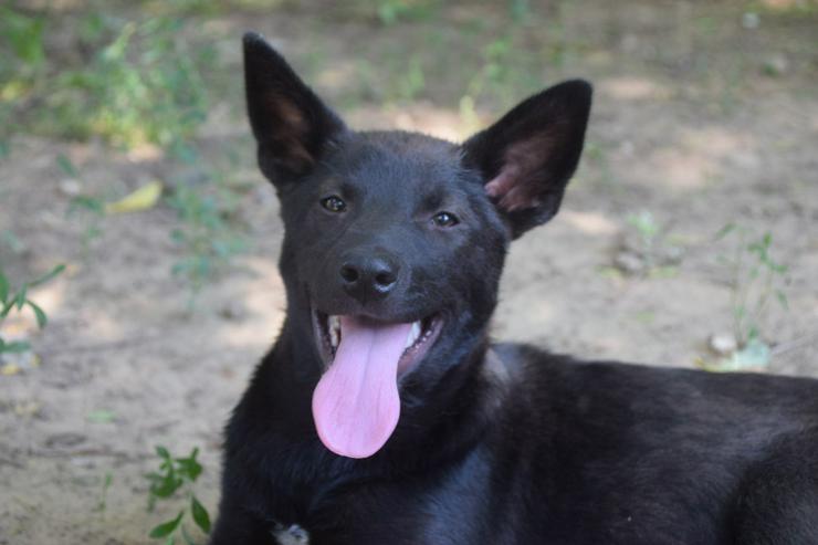 Bild 7: Shira ist eine unglaublich süße und freundliche Hündin.