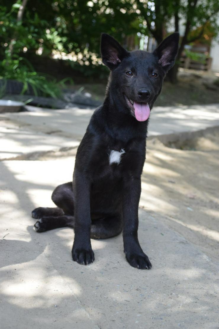 Bild 2: Shira ist eine unglaublich süße und freundliche Hündin.