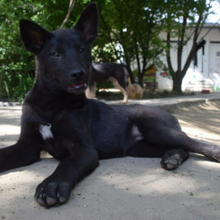 Bild 9: Shira ist eine unglaublich süße und freundliche Hündin.