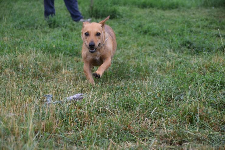 Bild 8: Pia ist eine nette Mischlingshündin.