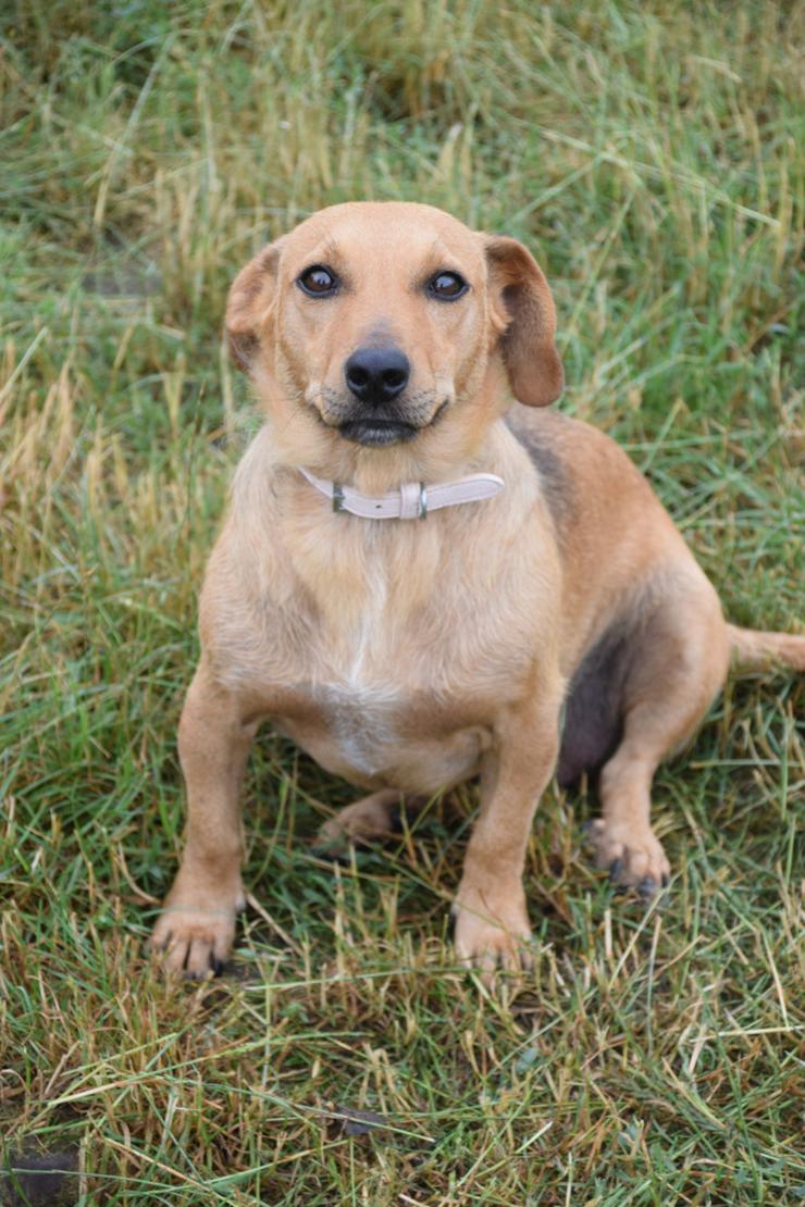 Bild 6: Pia ist eine nette Mischlingshündin.