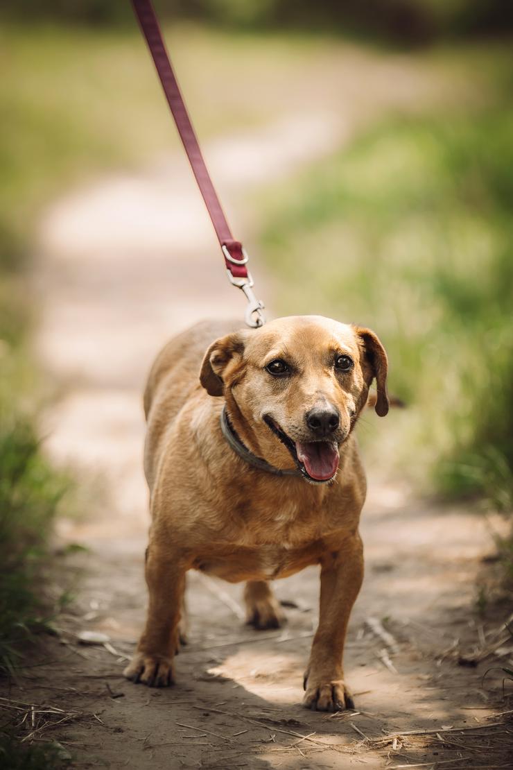 Bild 2: Pia ist eine nette Mischlingshündin.