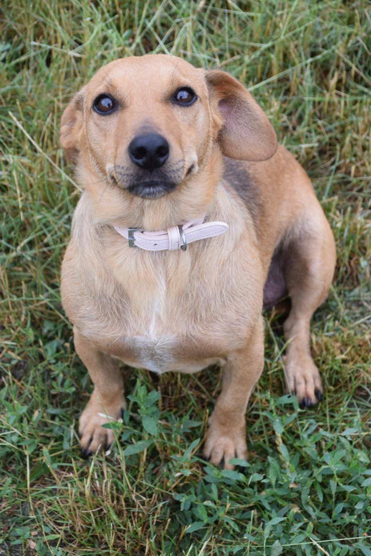 Bild 5: Pia ist eine nette Mischlingshündin.