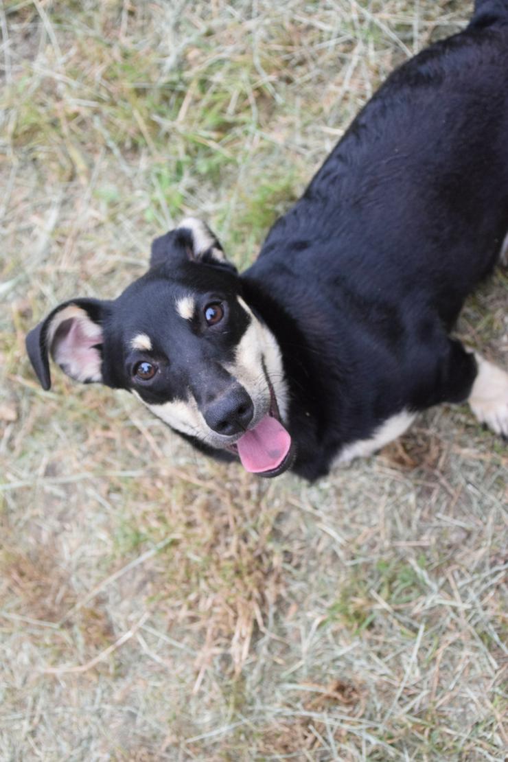 Bild 3: Sylvia ist ein kleines, schüchternes Hundekind.
