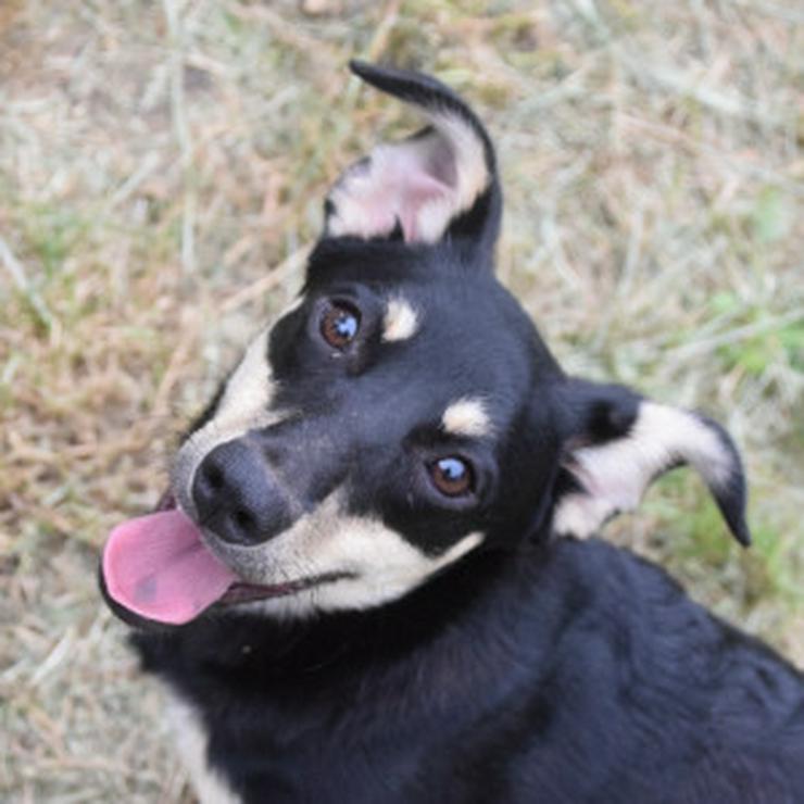 Bild 11: Sylvia ist ein kleines, schüchternes Hundekind.