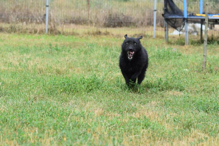 Bild 5: Oliver ist ein zuckersüßer, netter und hübscher Lausejunge.
