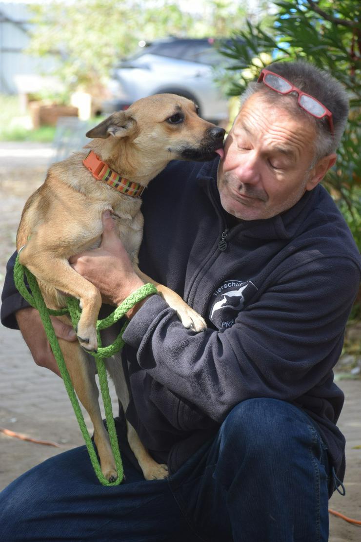 Bild 5: Kimo ist ein süßer Rüde, der ein neues Zuhause sucht. 