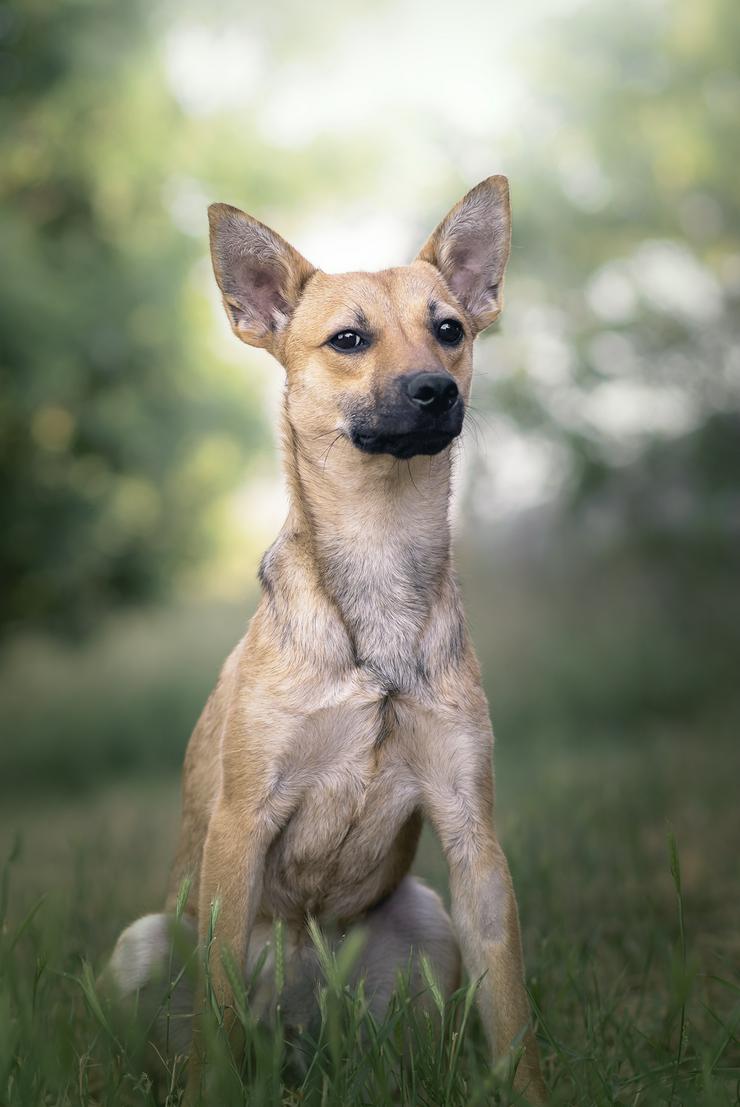 Bild 2: Kimo ist ein süßer Rüde, der ein neues Zuhause sucht. 