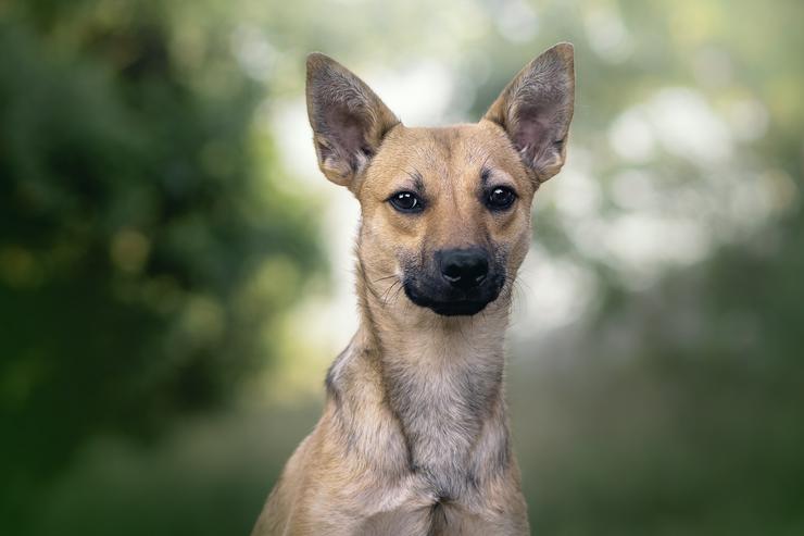 Bild 3: Kimo ist ein süßer Rüde, der ein neues Zuhause sucht. 