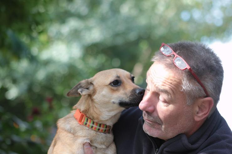 Bild 4: Kimo ist ein süßer Rüde, der ein neues Zuhause sucht. 