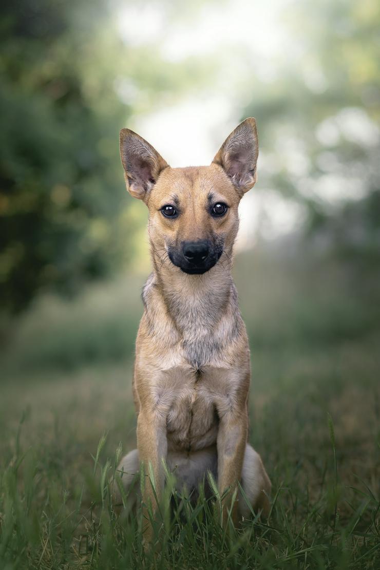 Kimo ist ein süßer Rüde, der ein neues Zuhause sucht. 