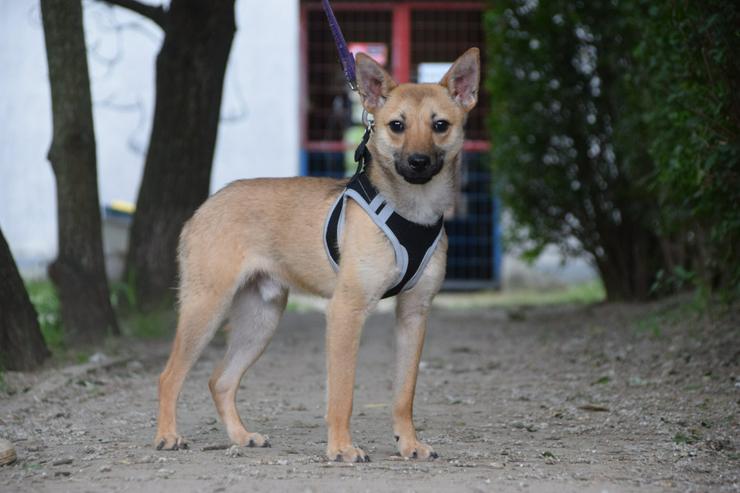 Bild 6: Kimo ist ein süßer Rüde, der ein neues Zuhause sucht. 