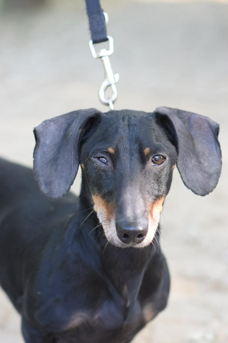 Bild 3: Dackel Paddy sucht ein liebevolles Zuhause!