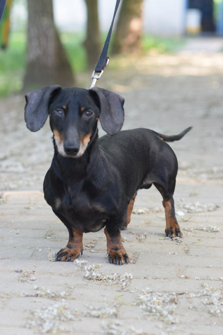 Bild 5: Dackel Paddy sucht ein liebevolles Zuhause!