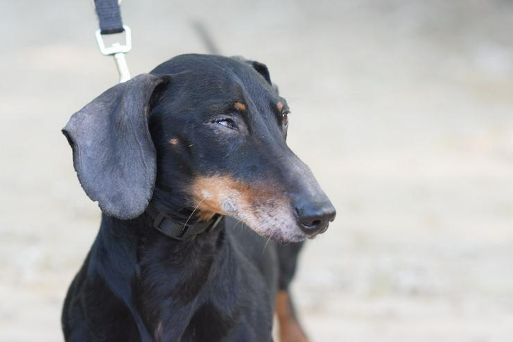 Bild 6: Dackel Paddy sucht ein liebevolles Zuhause!