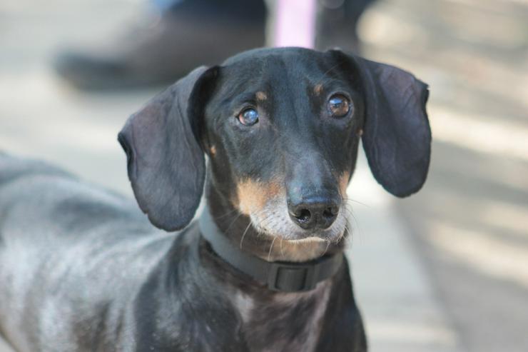 Dackel Paddy sucht ein liebevolles Zuhause!