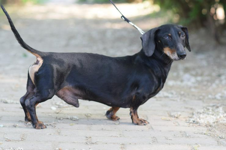 Bild 4: Dackel Paddy sucht ein liebevolles Zuhause!