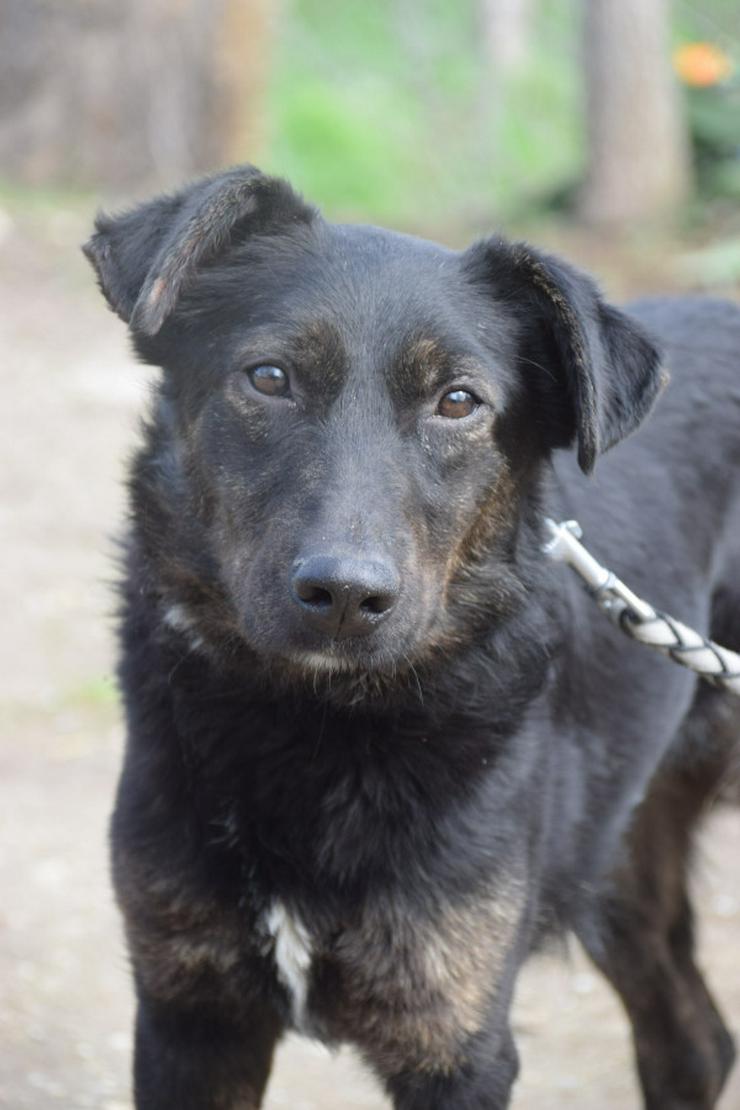 Bild 6: Dori ist medium aktiv.