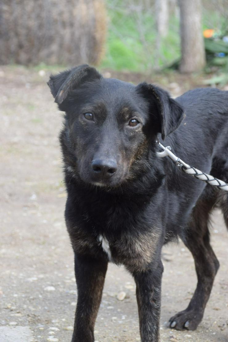 Bild 2: Dori ist medium aktiv.