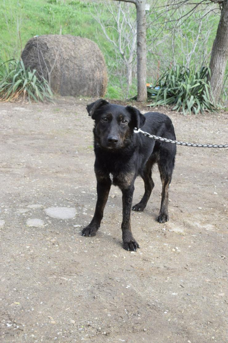 Bild 3: Dori ist medium aktiv.